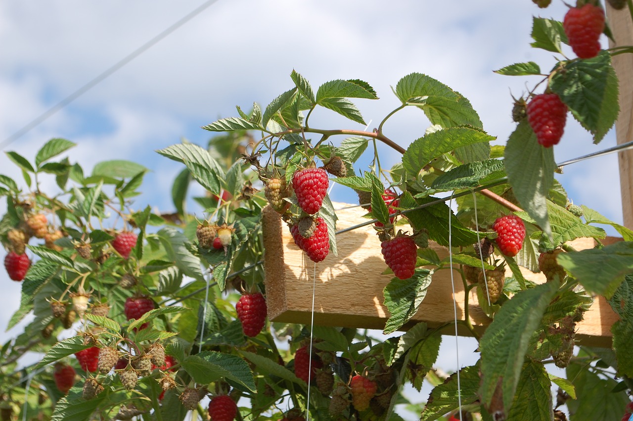 raspberries  fruit  food free photo