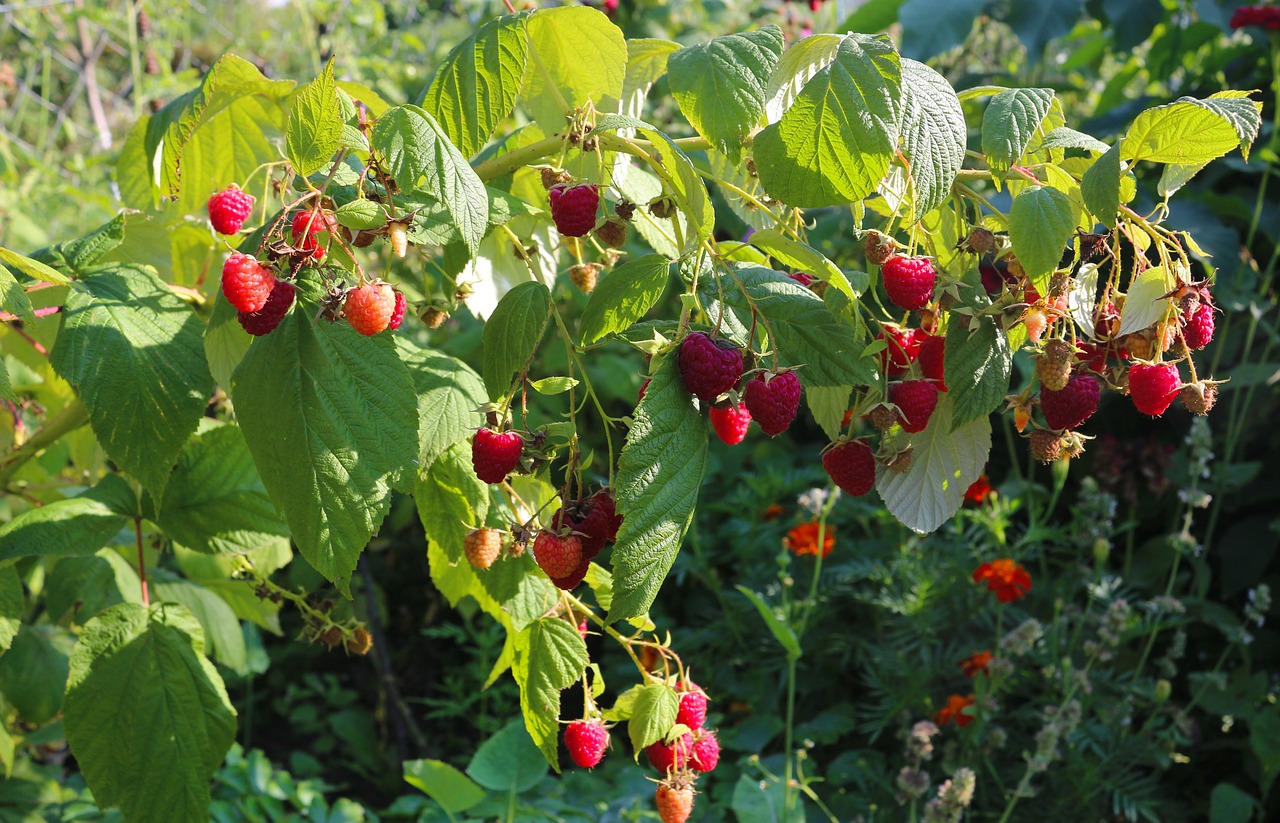 raspberries  berries  summer free photo