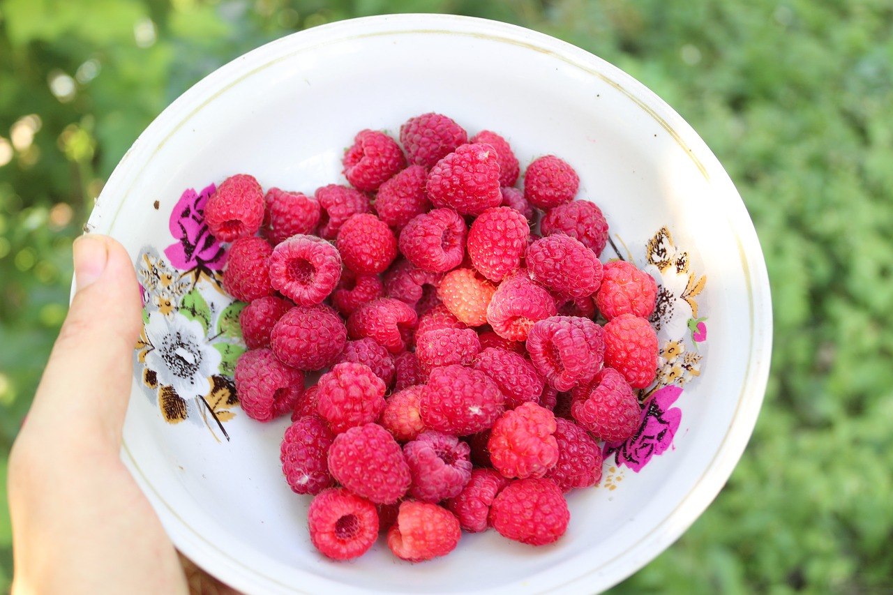 raspberries  berries  summer free photo