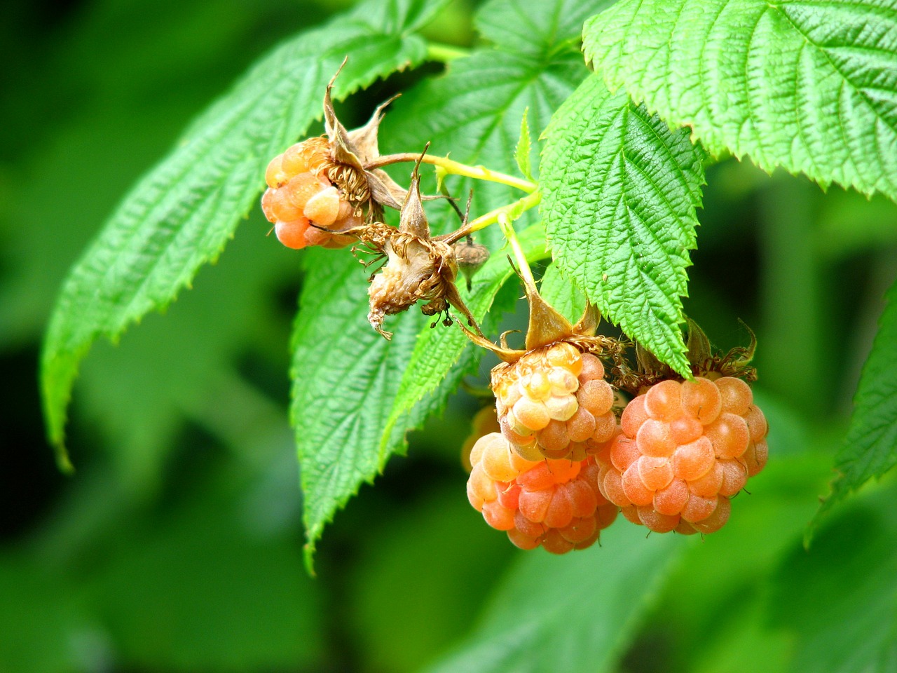 raspberries berry fruits free photo