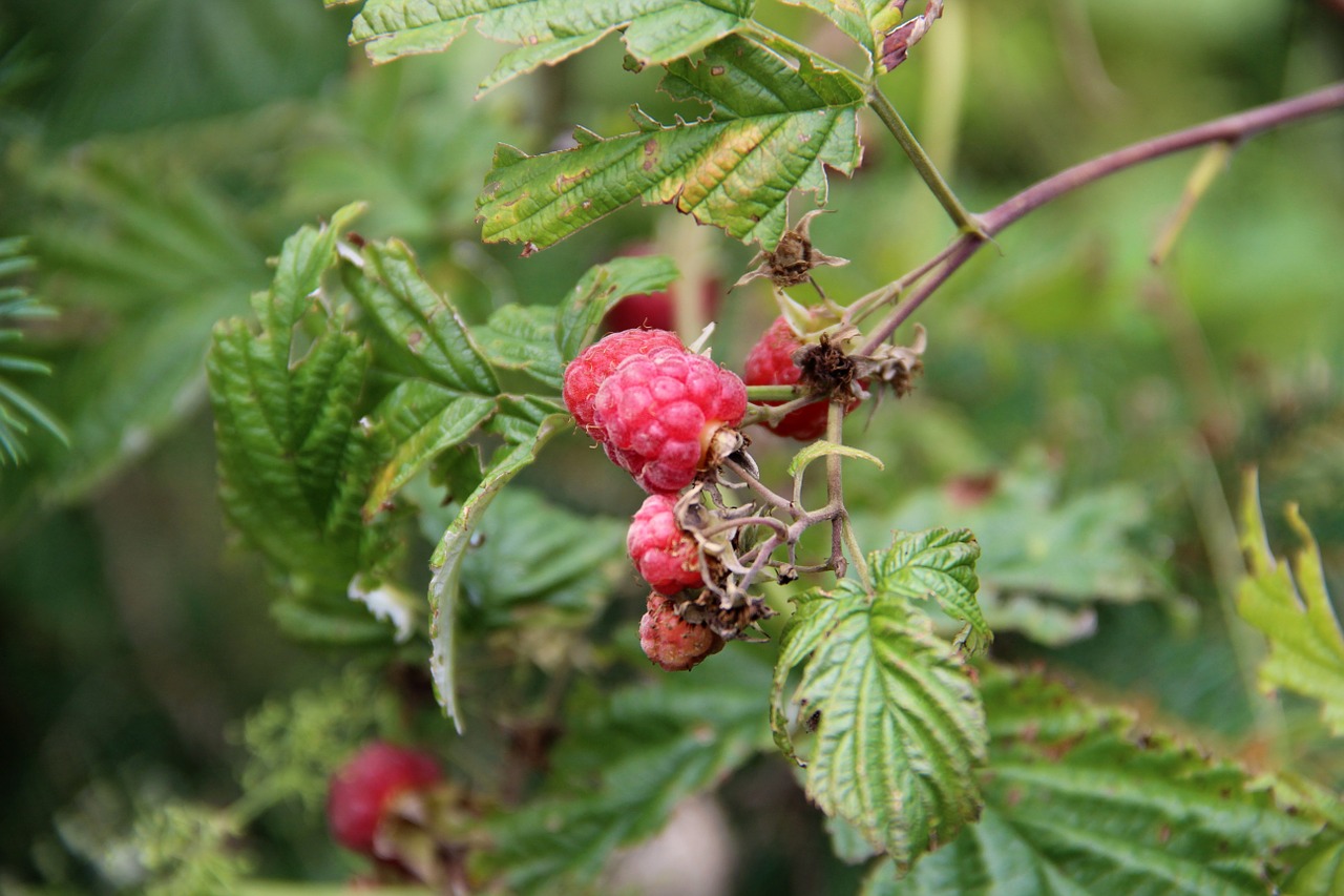 raspberries leaves nature free photo