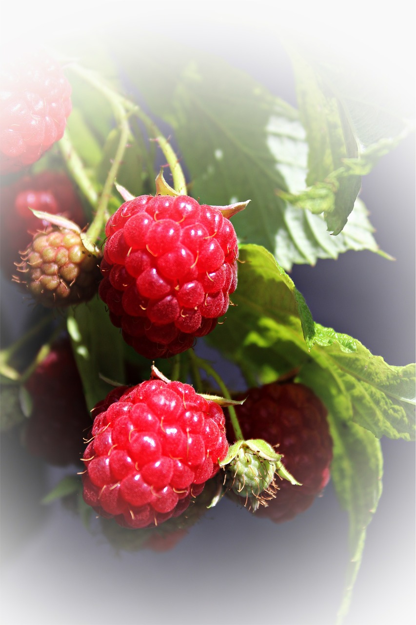raspberries garden soft fruit free photo