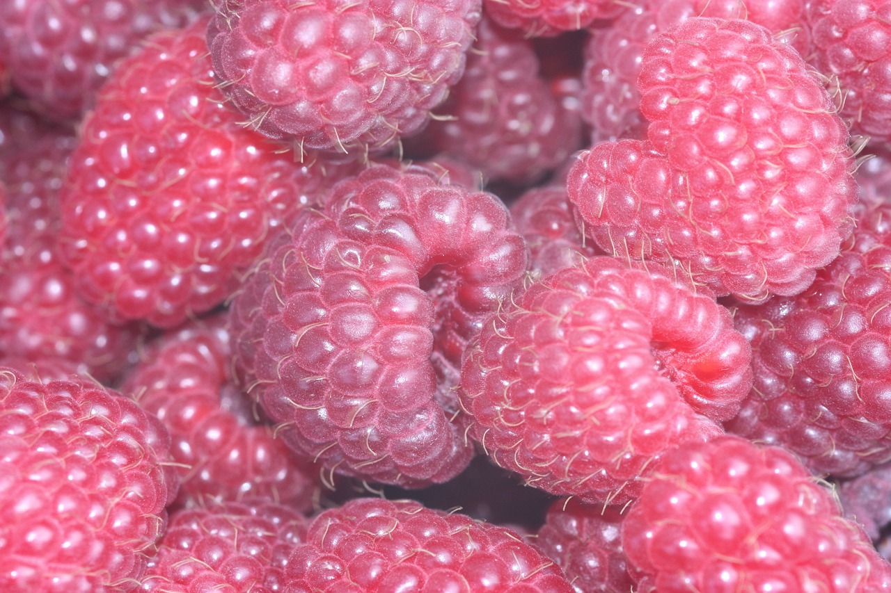 raspberries berries red free photo