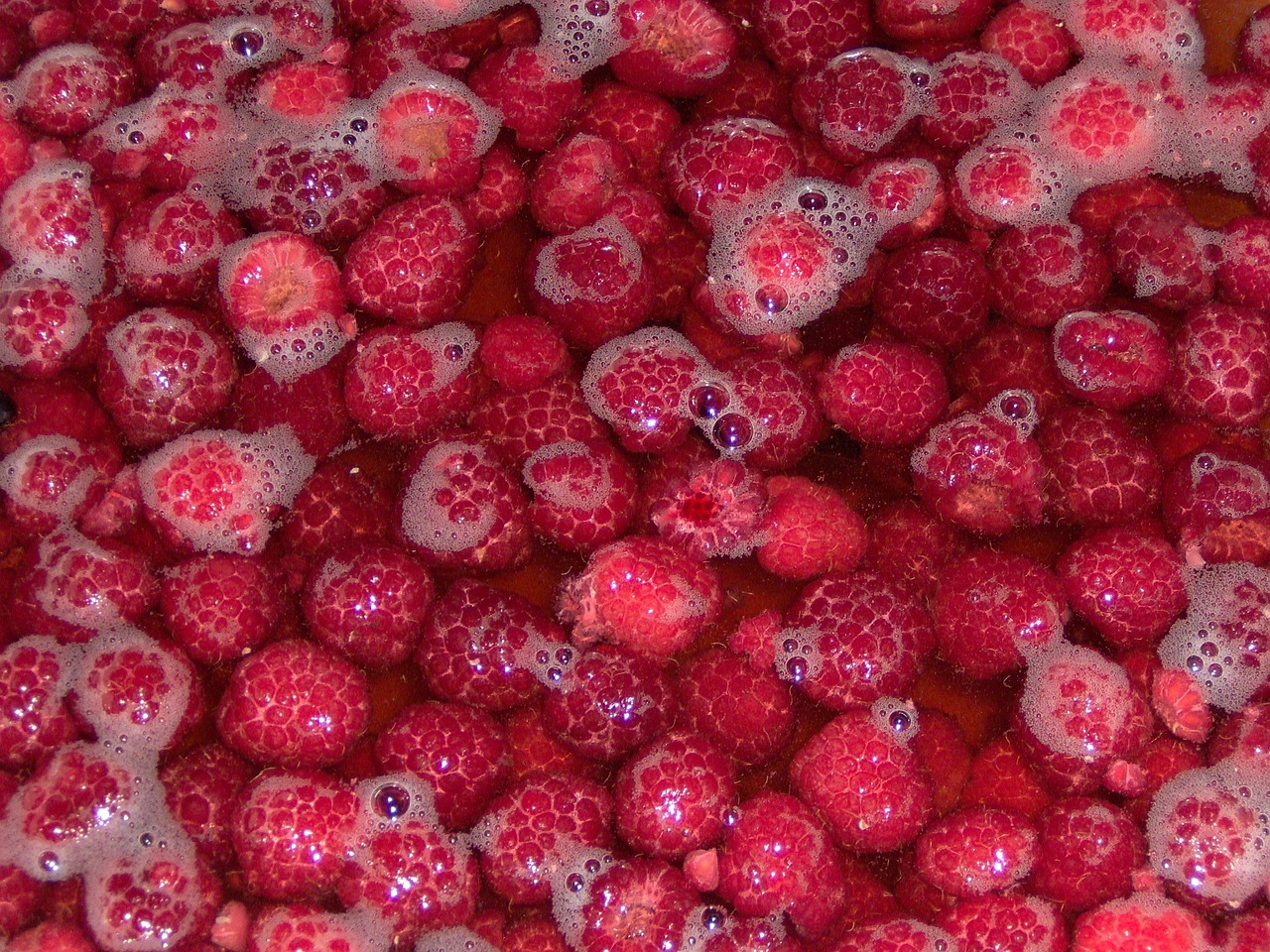 raspberries red washing free photo