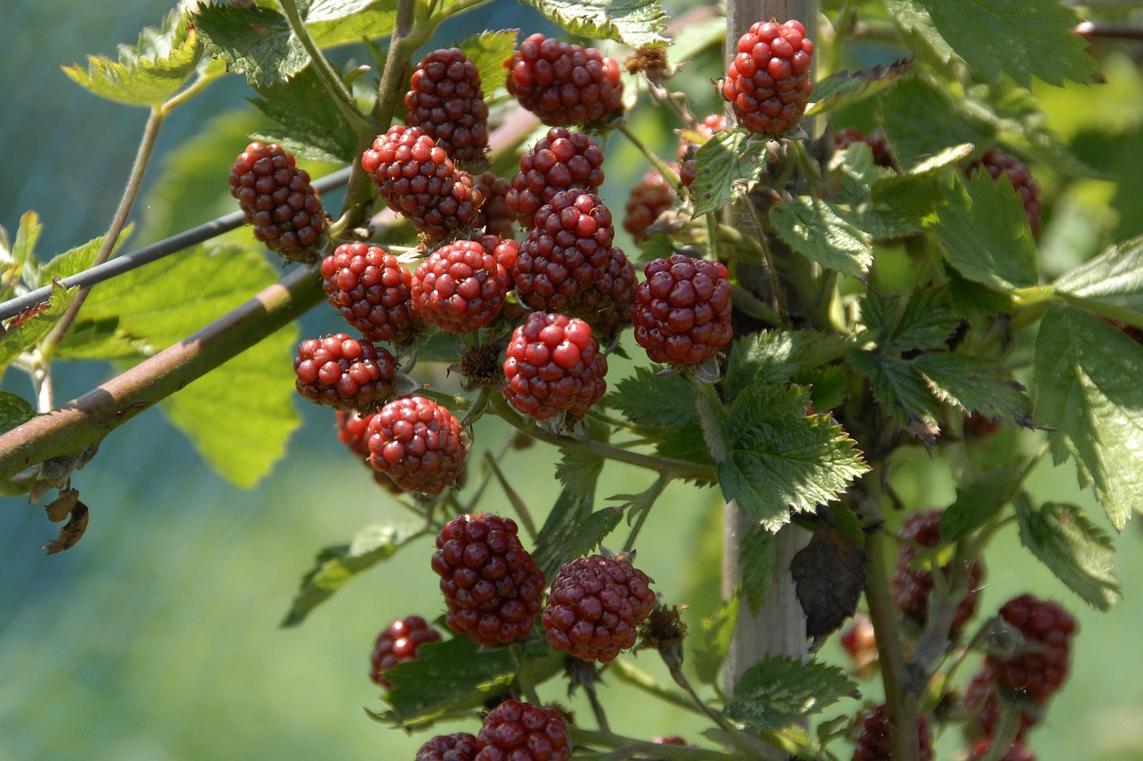 raspberries fruit fruits free photo