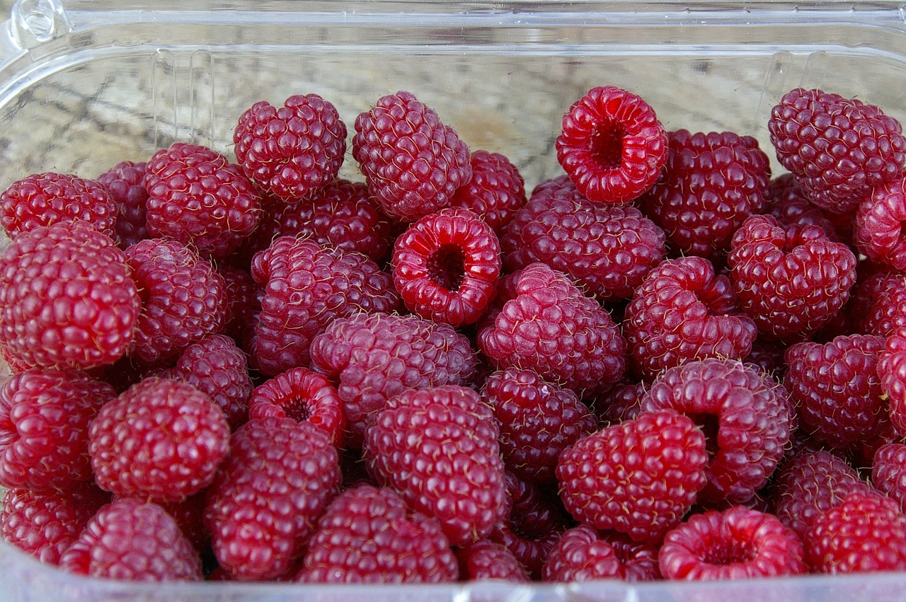 raspberries berries harvest free photo