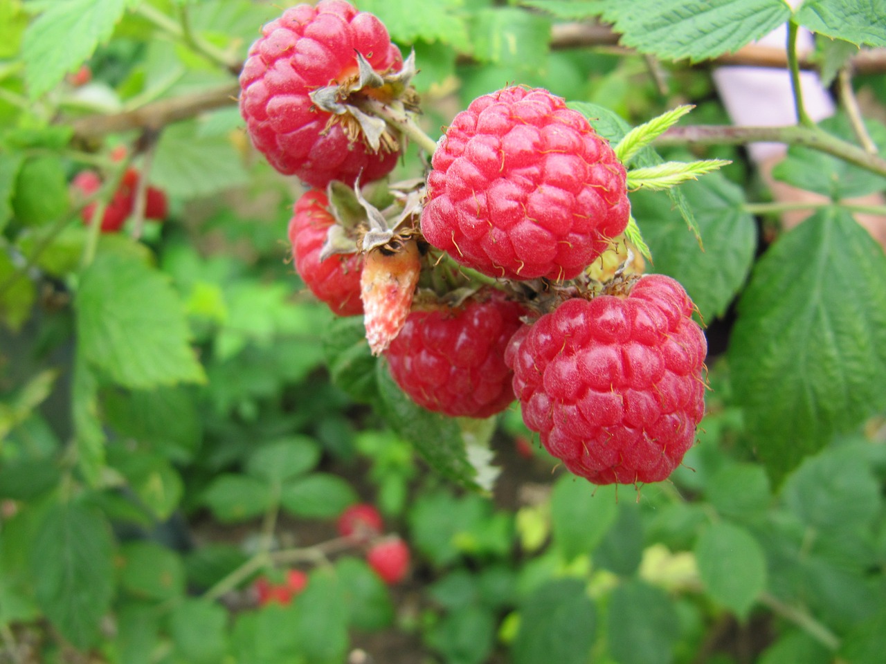 raspberries fruit growing free photo