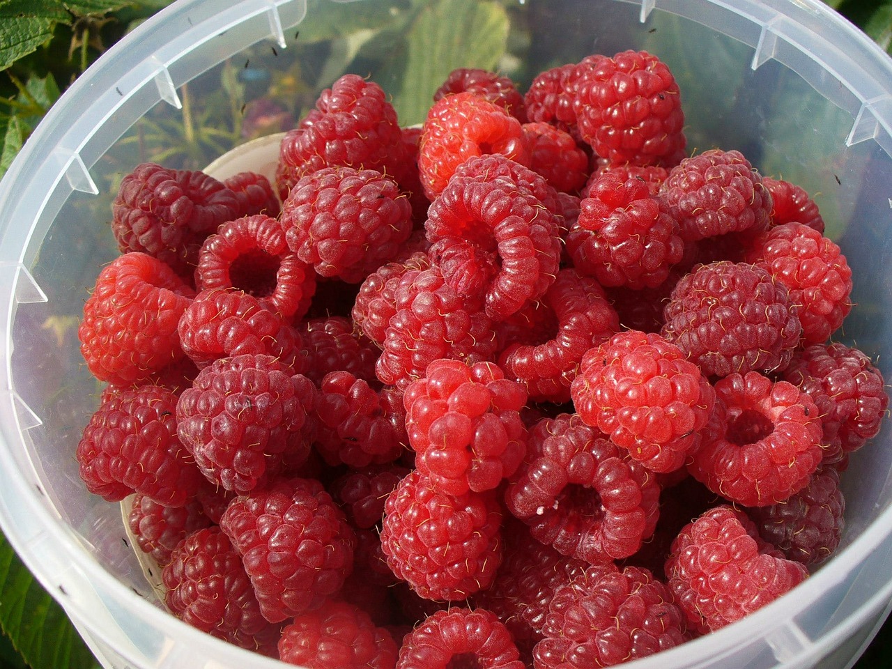 raspberries fruit fresh free photo