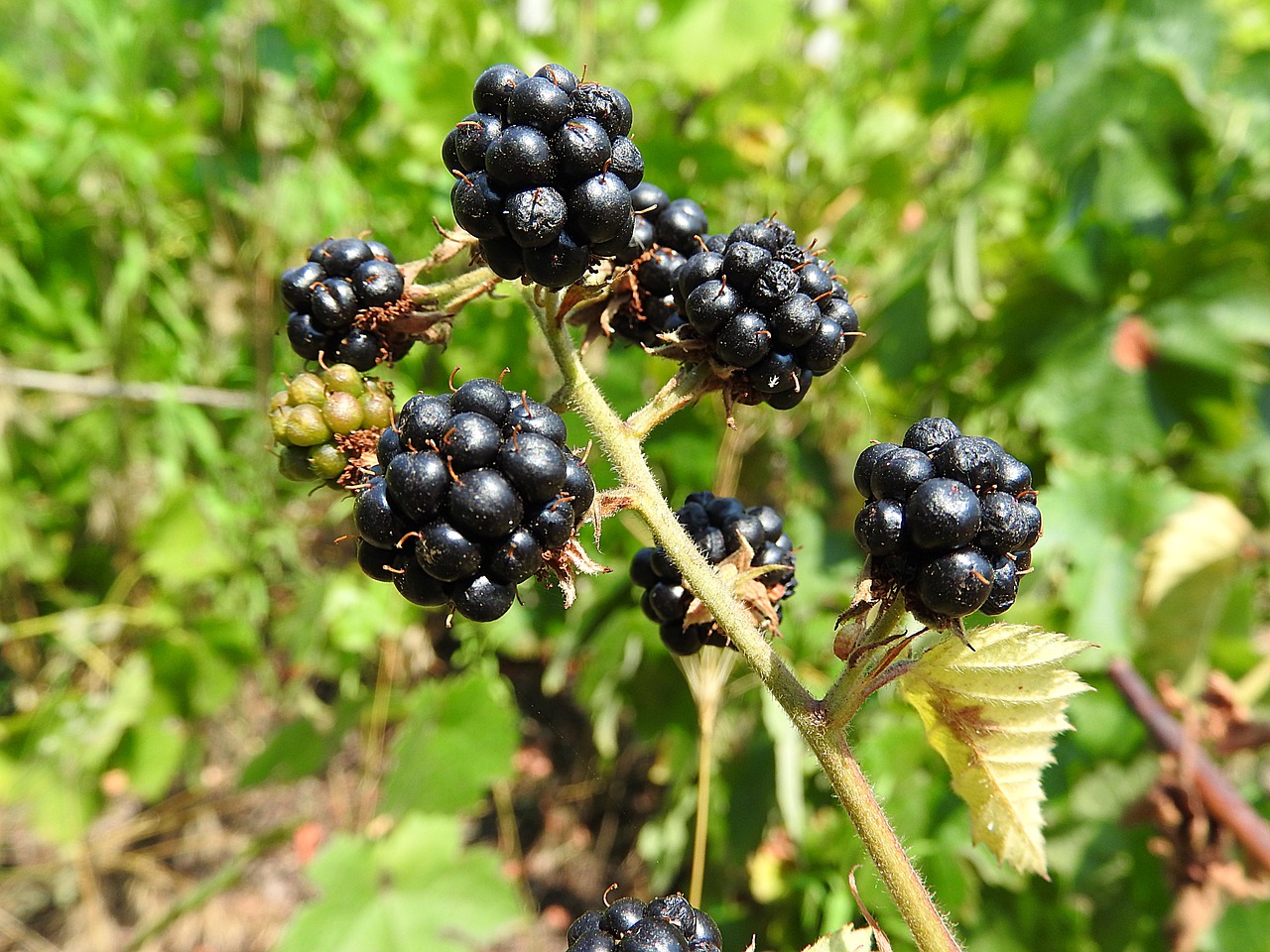 raspberries fruit berries free photo