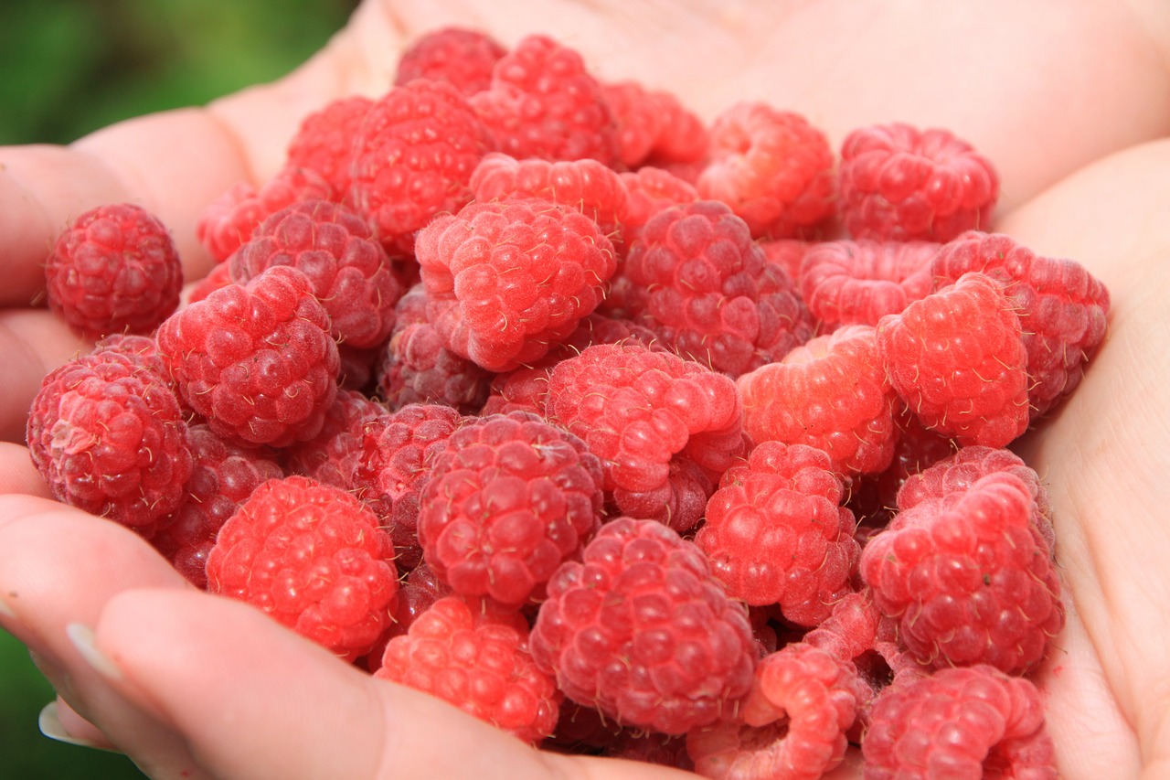 raspberries berries fruit free photo