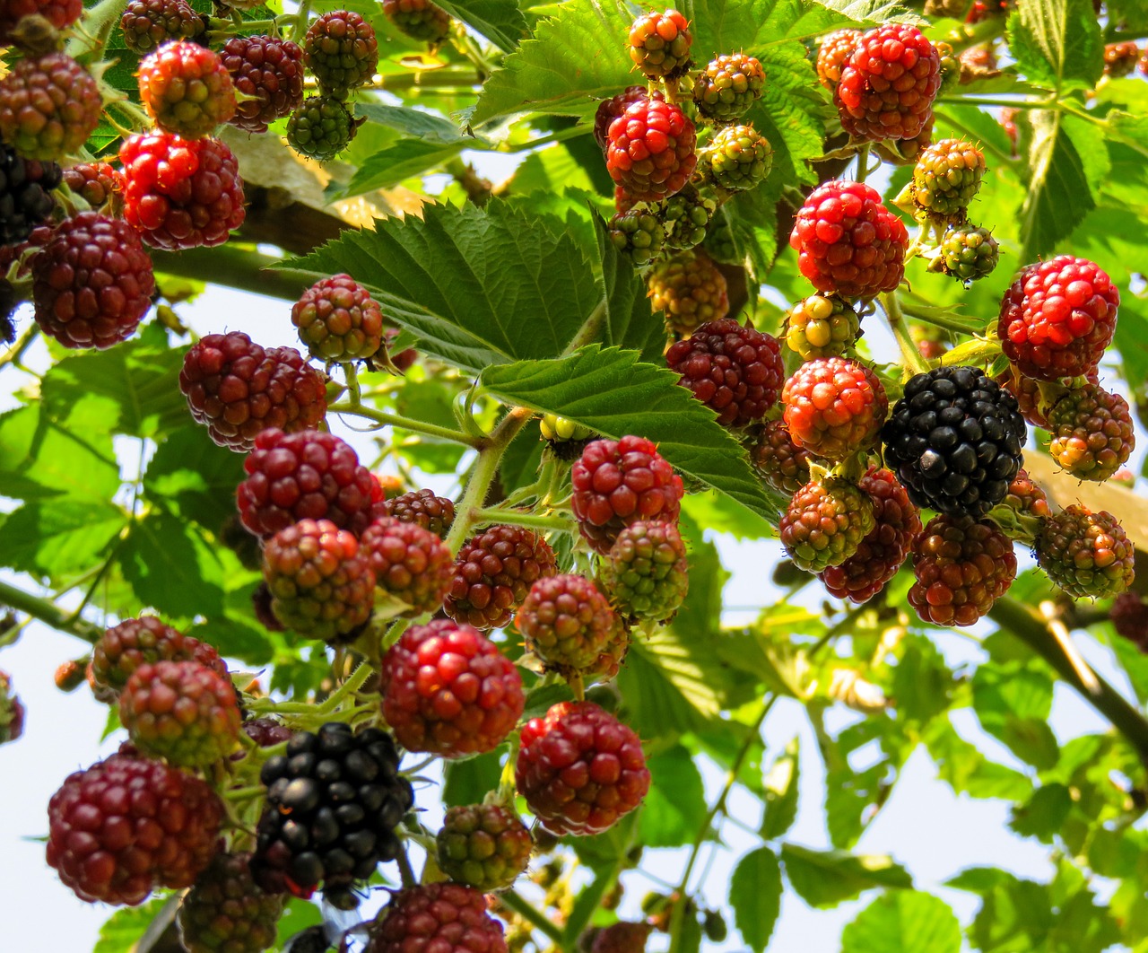 raspberries fruit fruits free photo