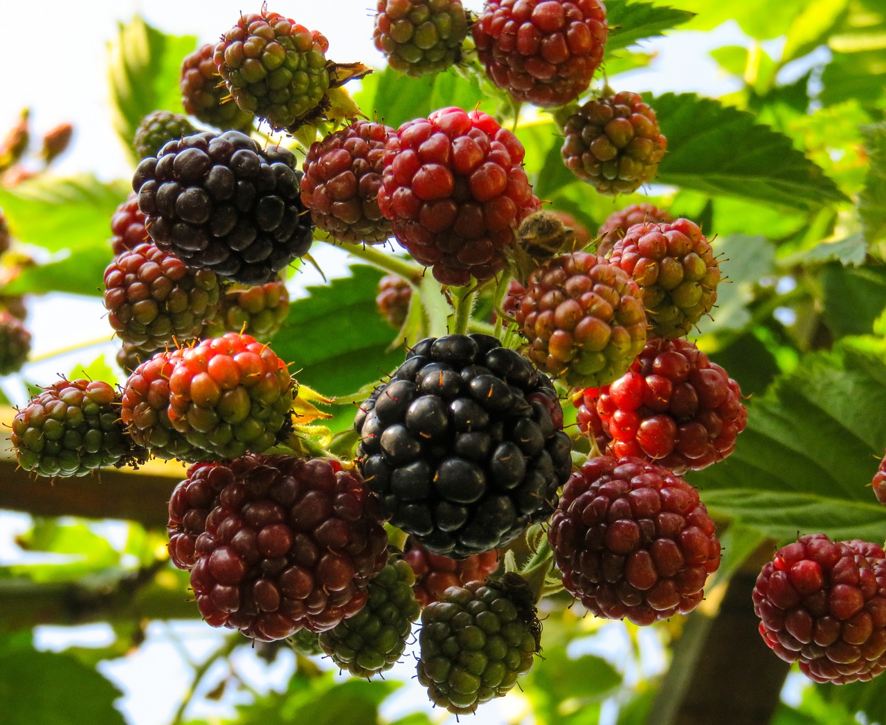 raspberries fruit fruits free photo