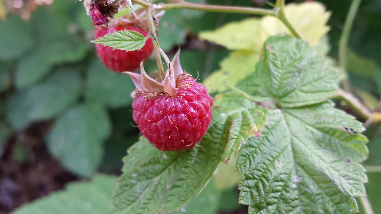 raspberries vine fruit free photo