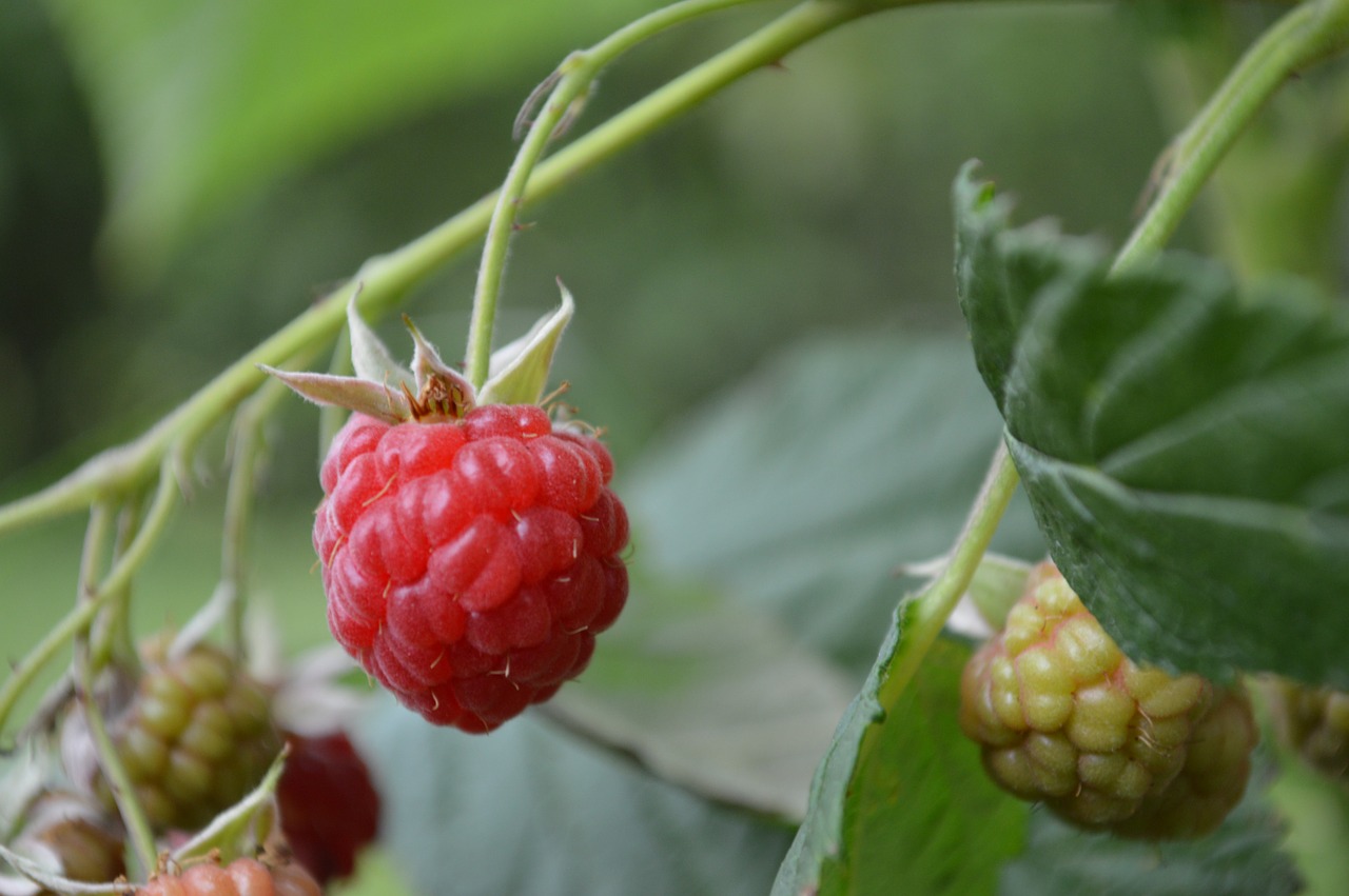 raspberries bush red free photo