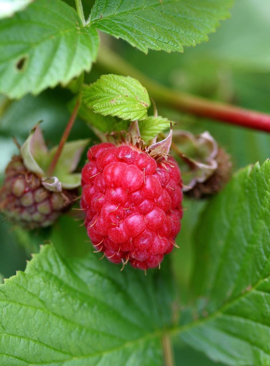 raspberries garden summer free photo