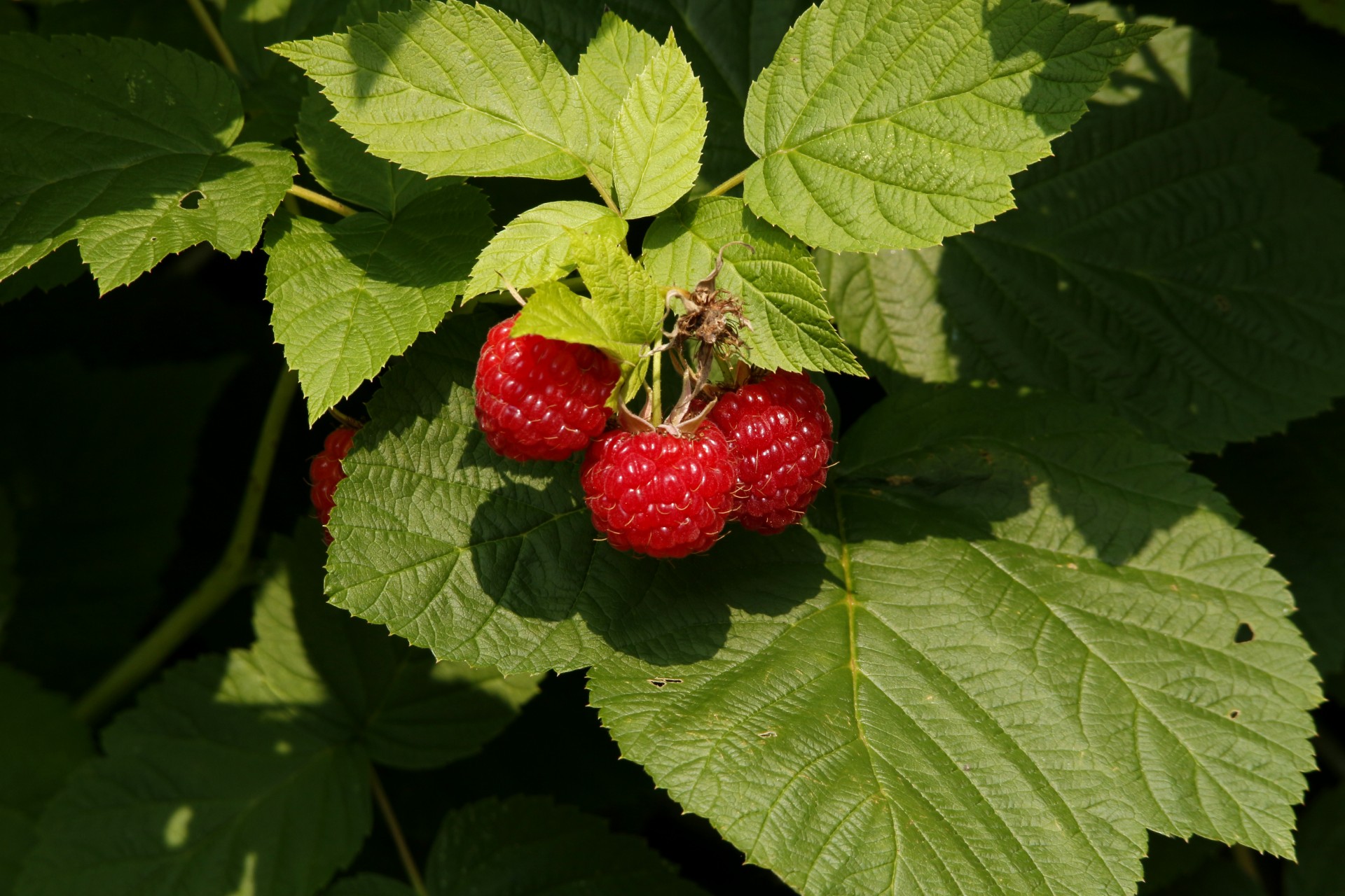 raspberry raspberries summer free photo