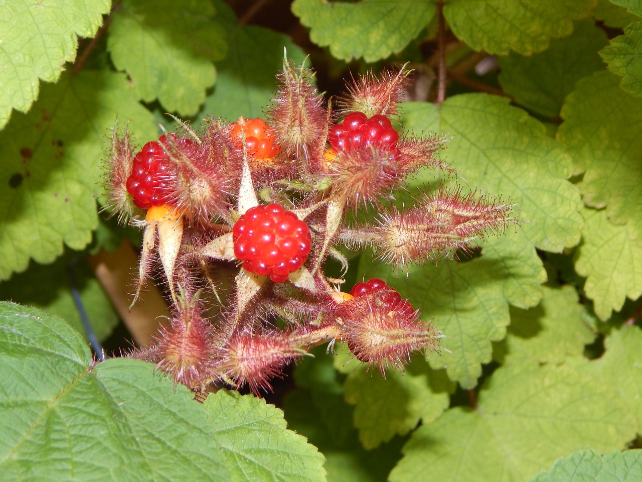 raspberry japanese raspberries berries free photo