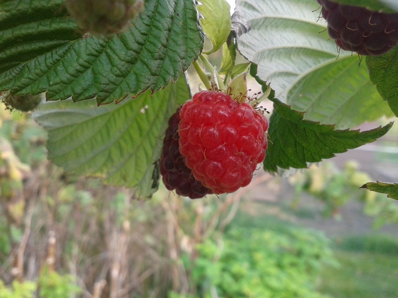 raspberry leaf garden free photo