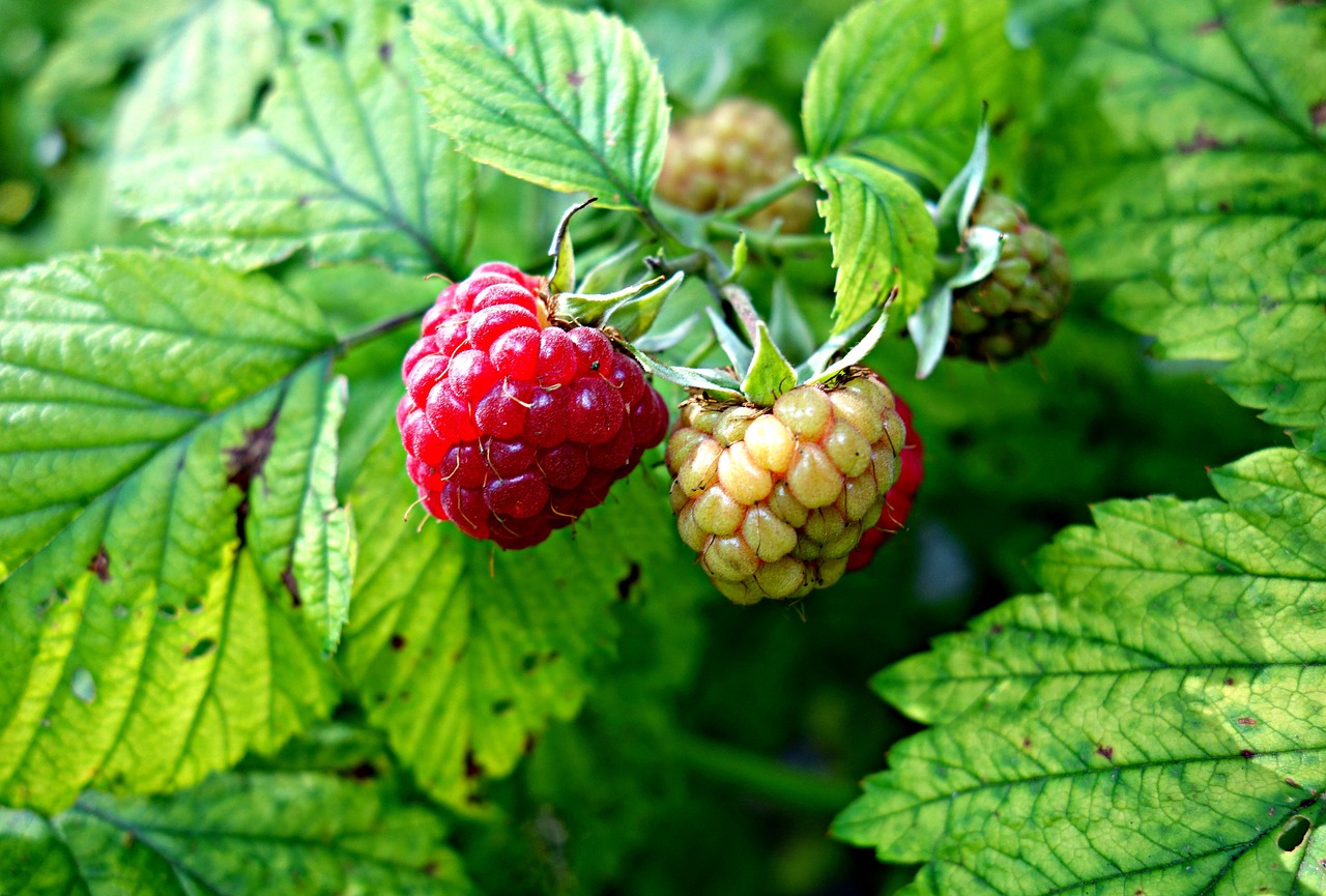raspberry berry fruit free photo