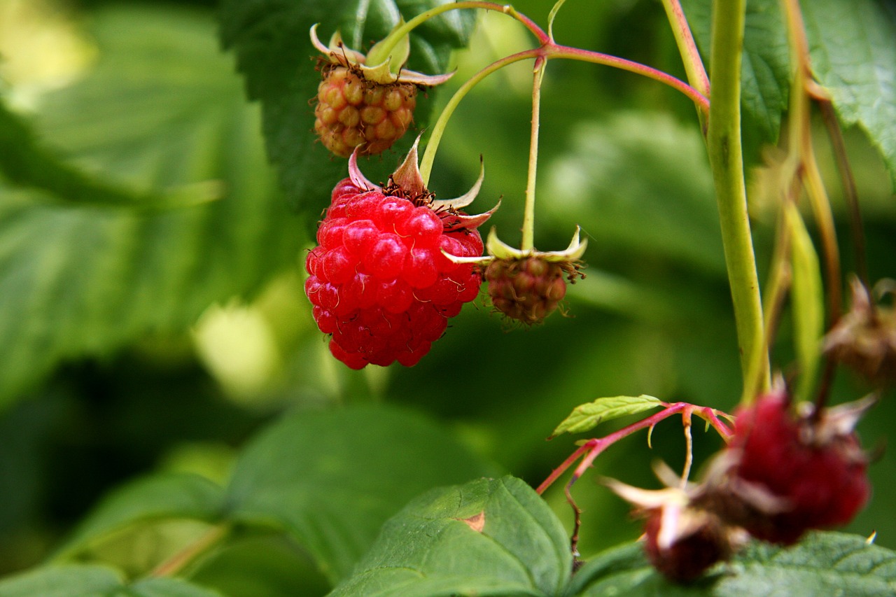 raspberry raspberries plant free photo