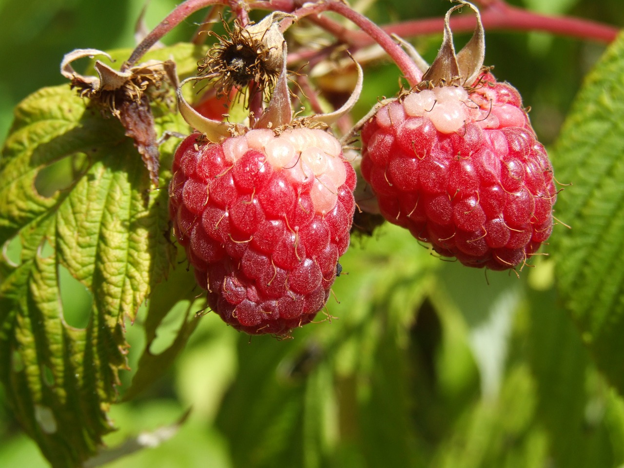 raspberry agriculture fruit free photo