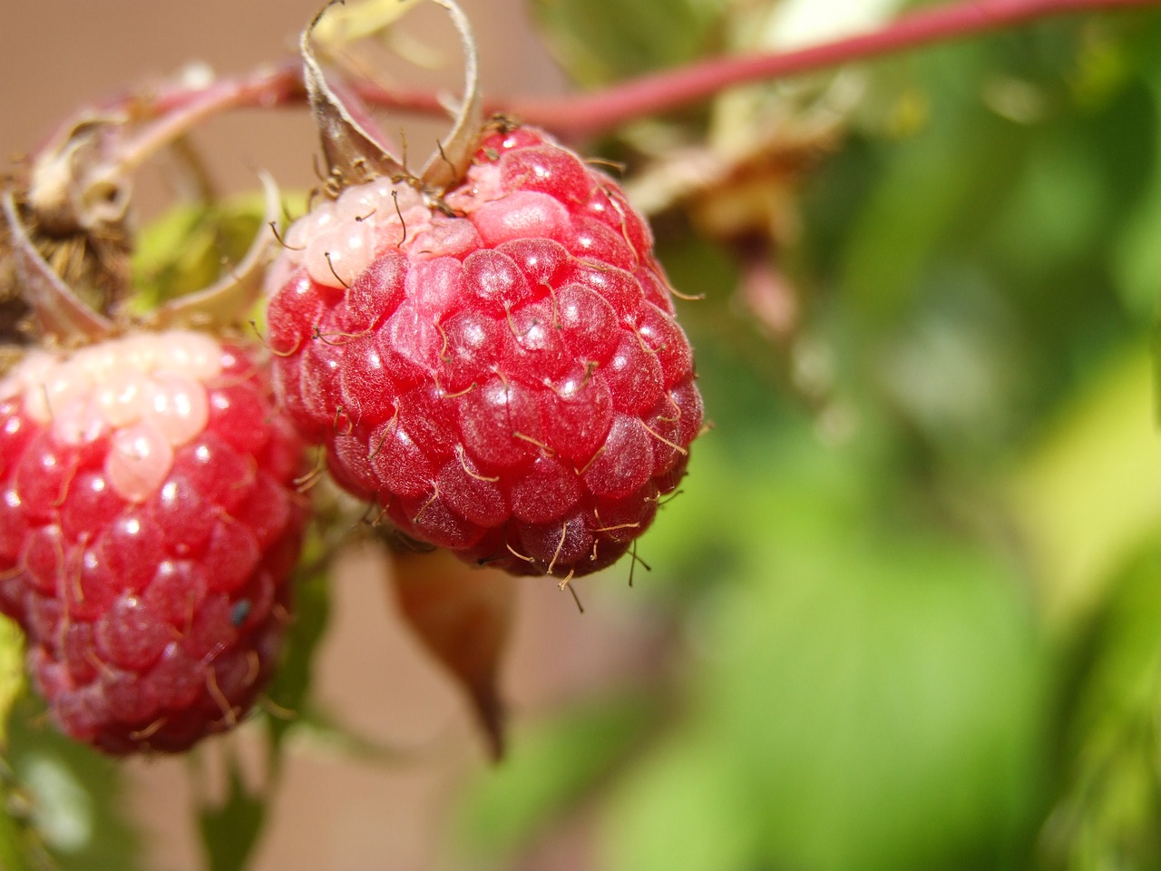 raspberry agriculture fruit free photo