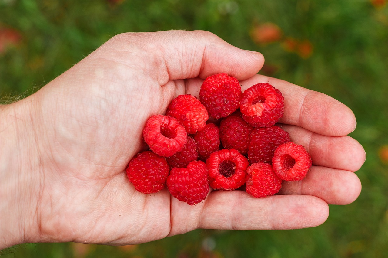 raspberry berry vitamins free photo