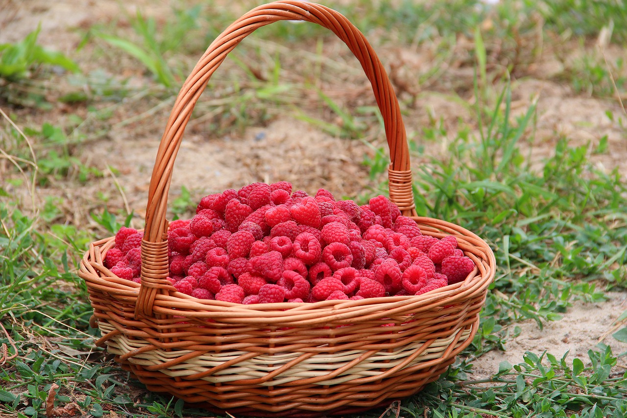 raspberry basket berry free photo