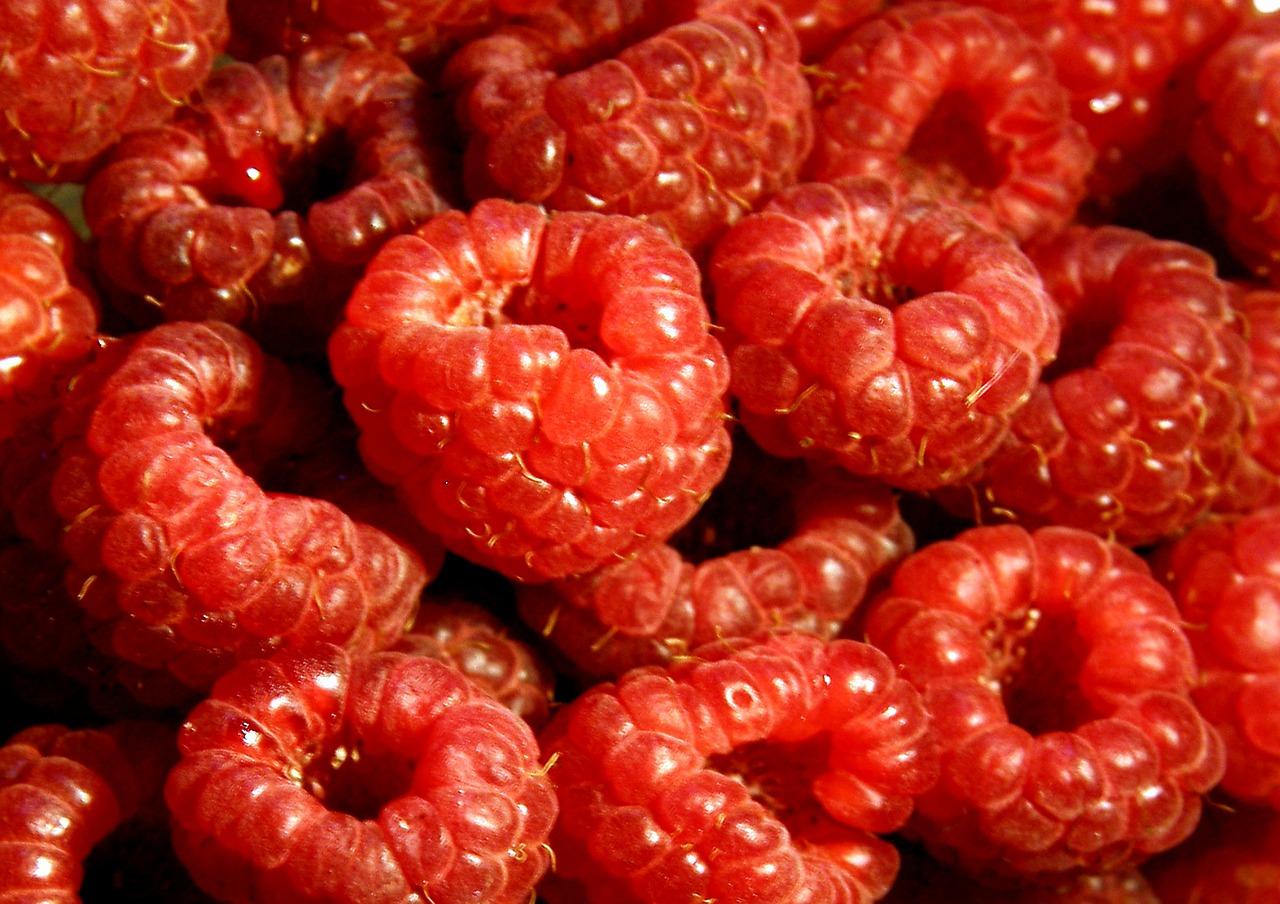 raspberry fruit pie free photo