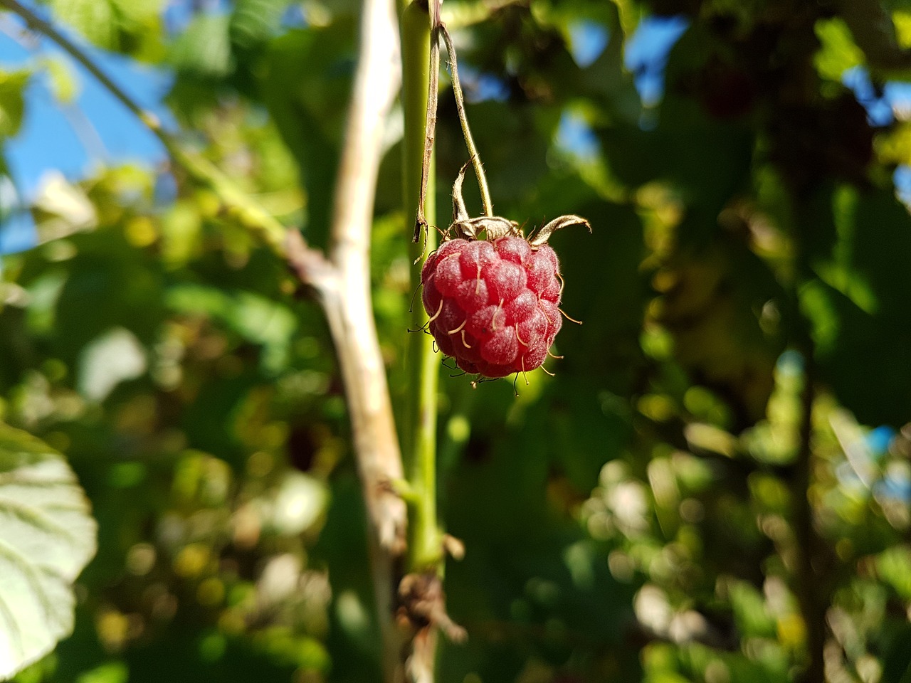 raspberry berry nature free photo