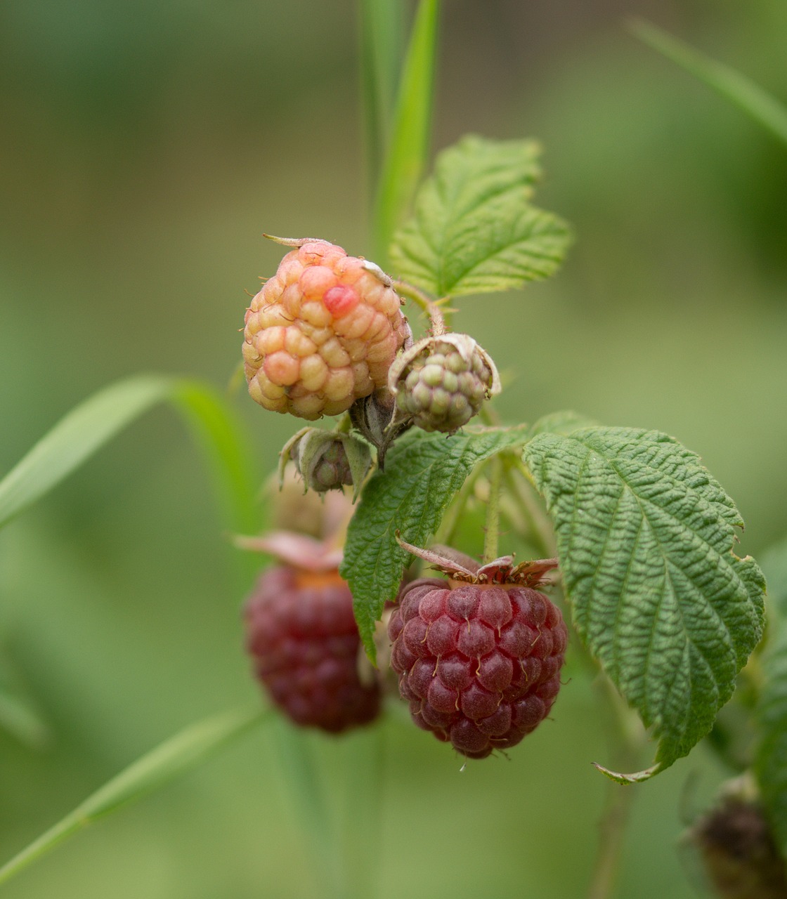 raspberry fruit fruits free photo