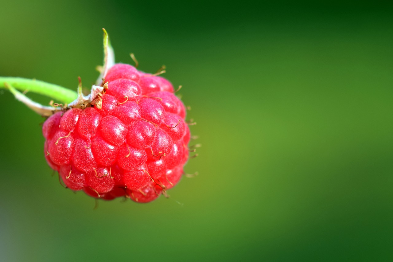 raspberry red sweet free photo