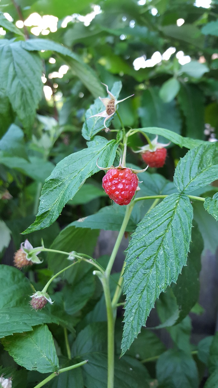 raspberry red fruit free photo