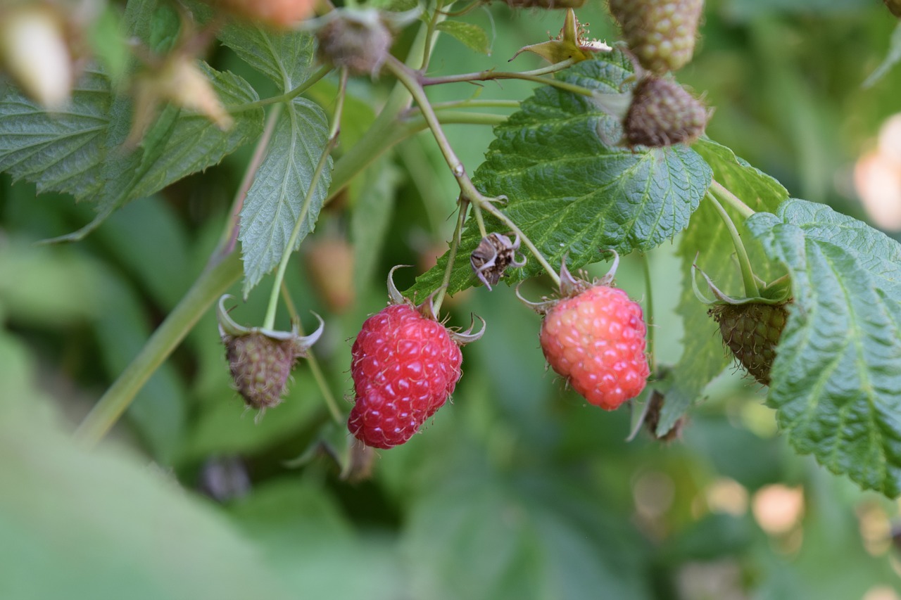 raspberry red nature free photo