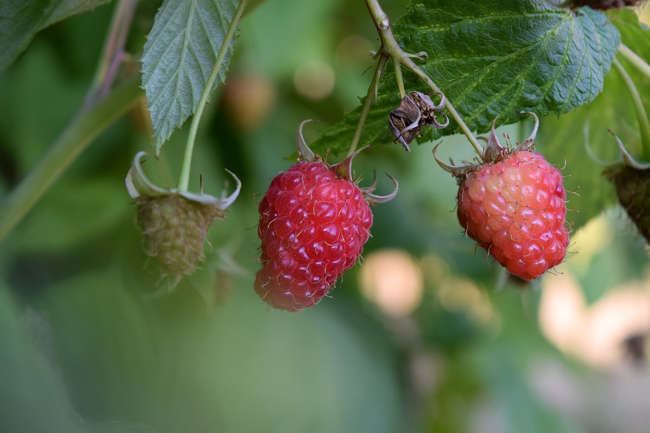 raspberry red nature free photo