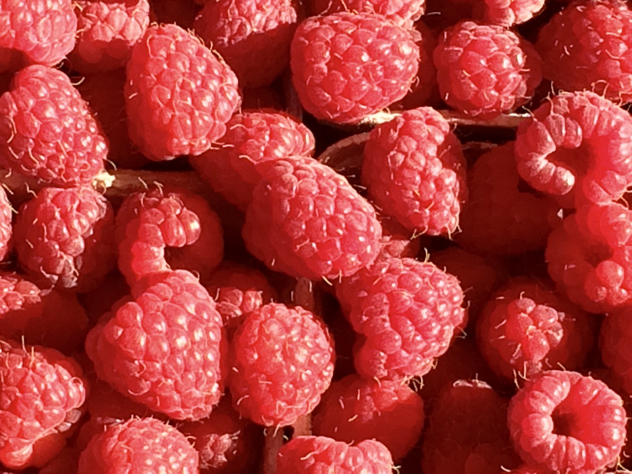 raspberry fruit berries free photo