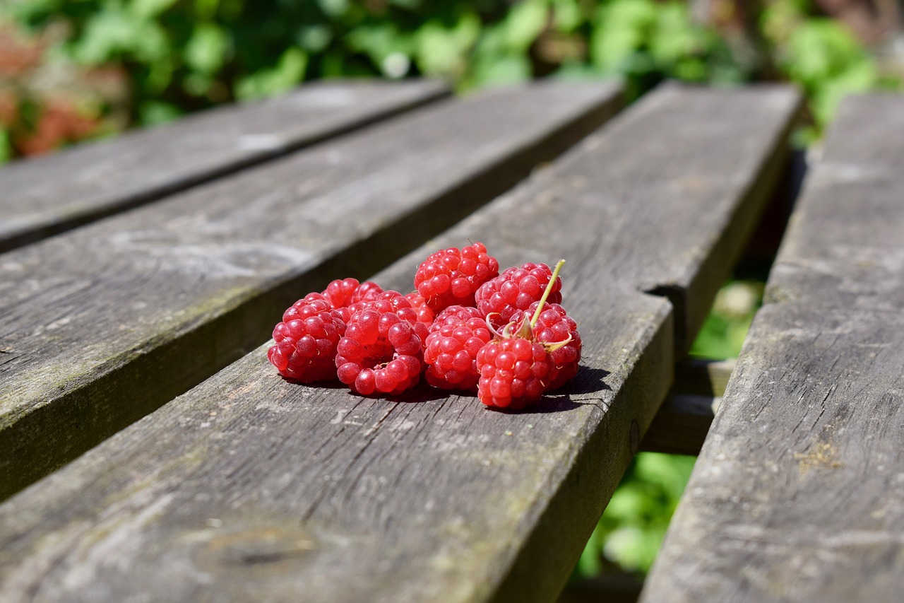 raspberry summer harvest free photo