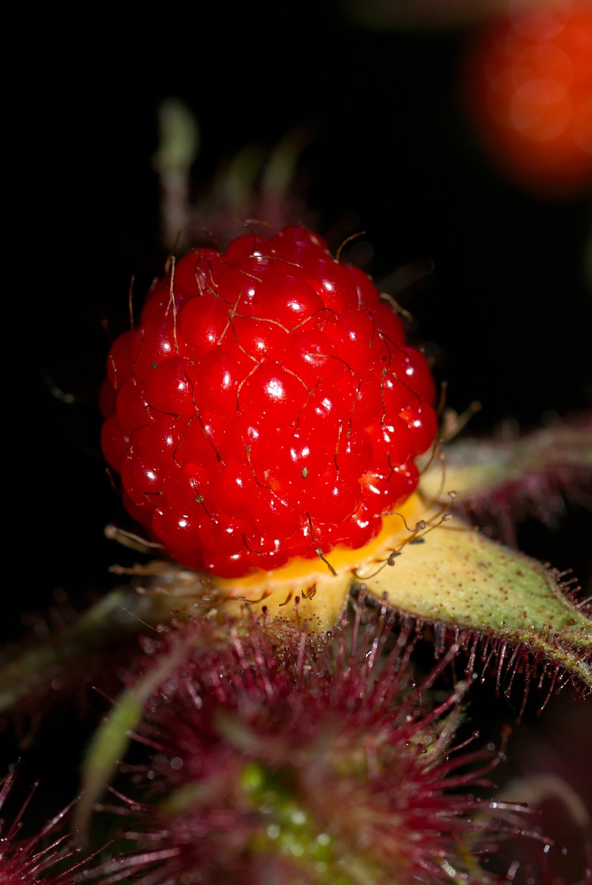 raspberry japanese japanese wine berry free photo