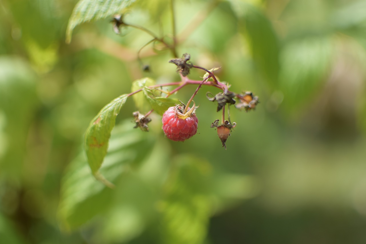 raspberry fruit red fruit free photo