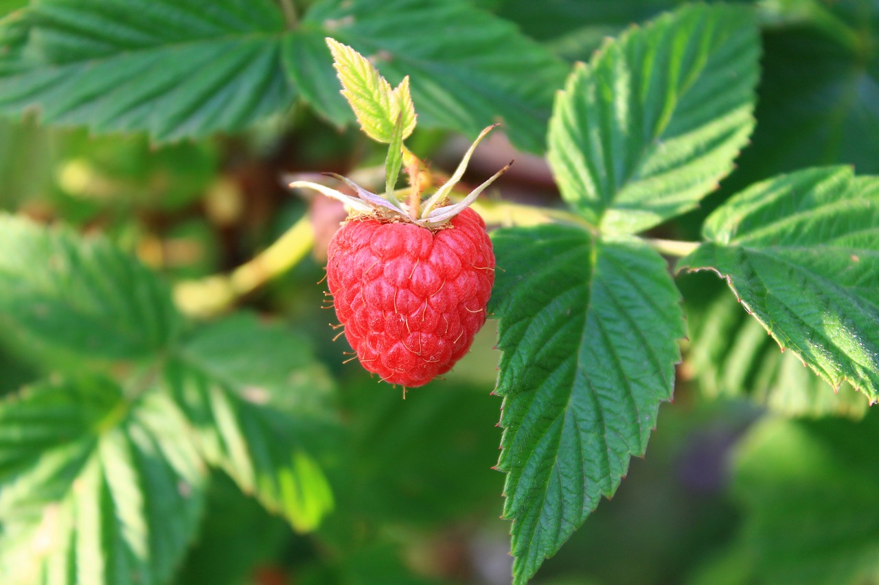 raspberry berry greens free photo