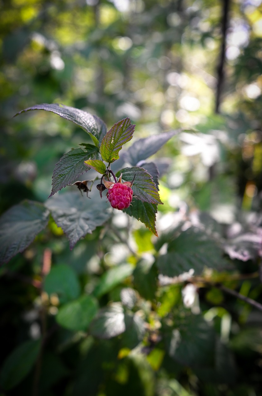 raspberry nature red free photo