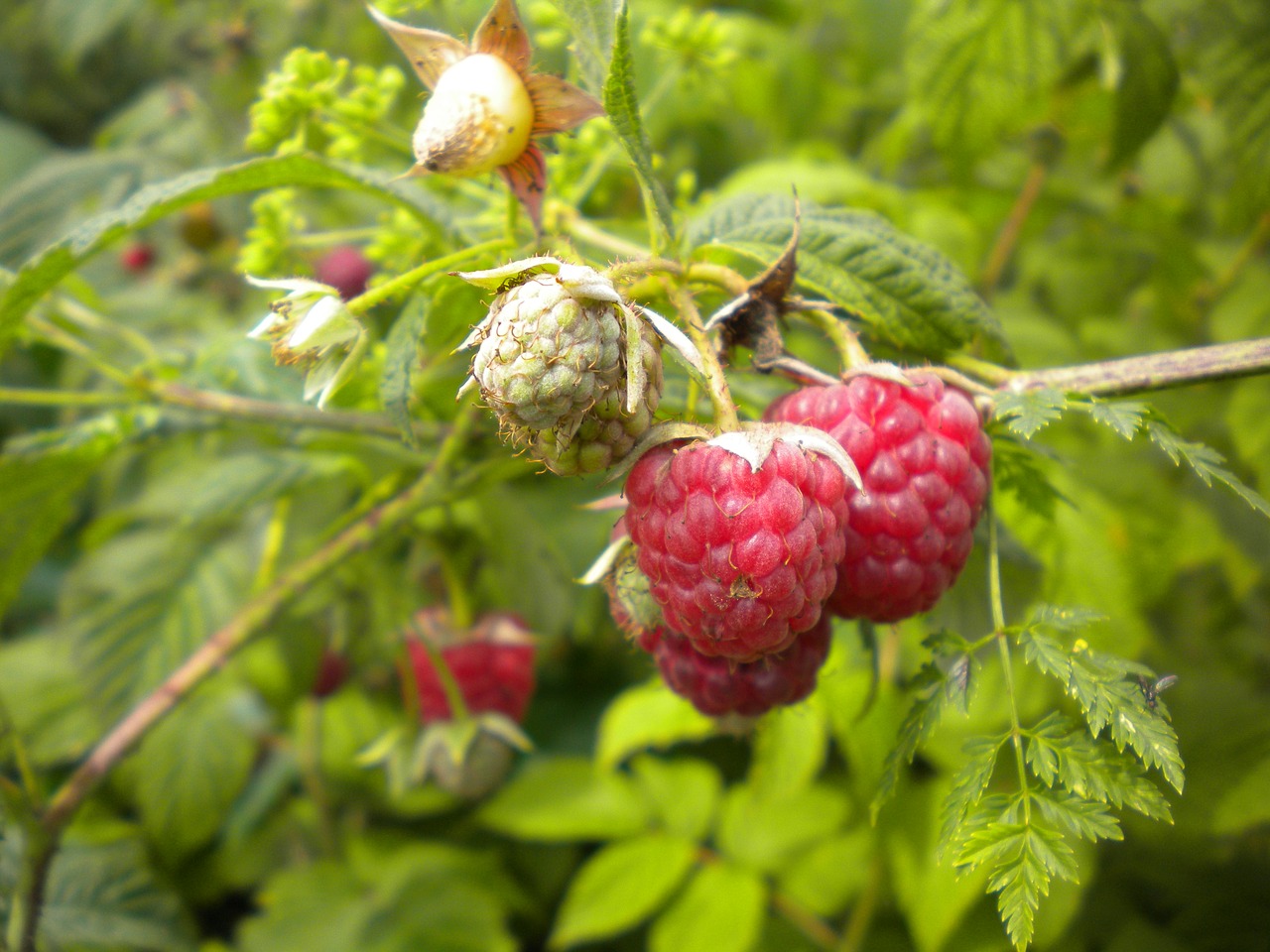 raspberry berry fruits free photo