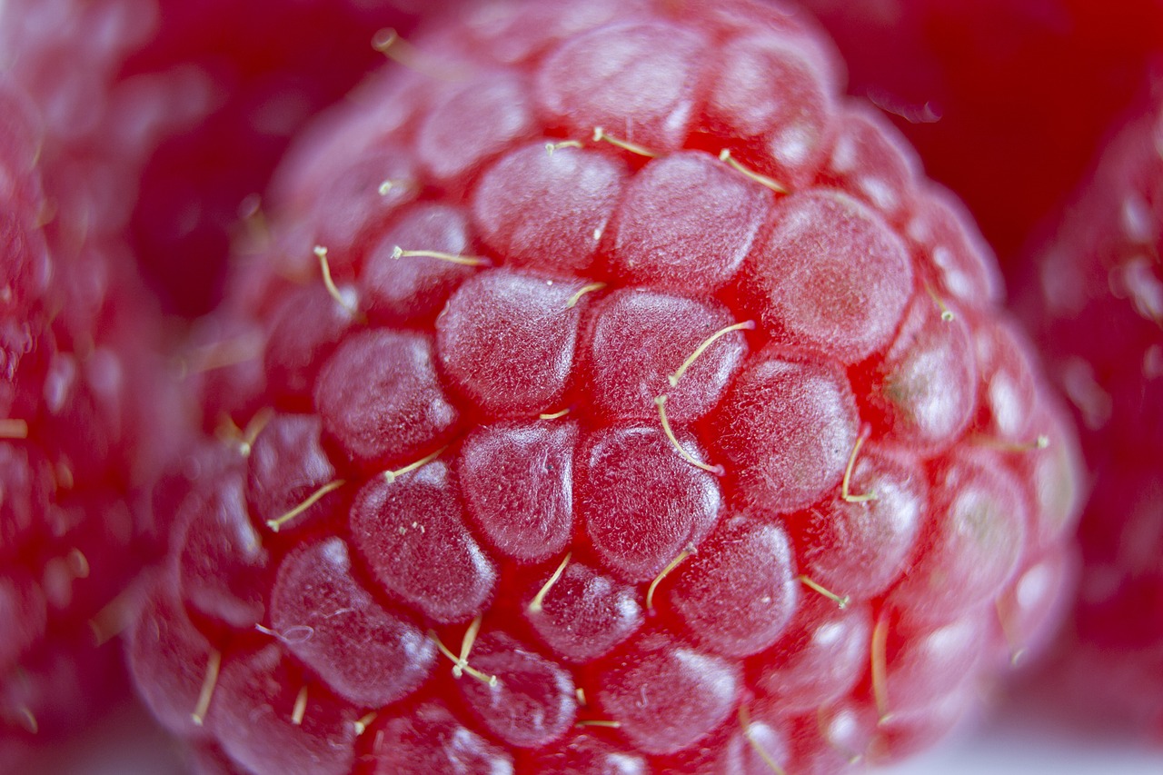 raspberry closeup red free photo