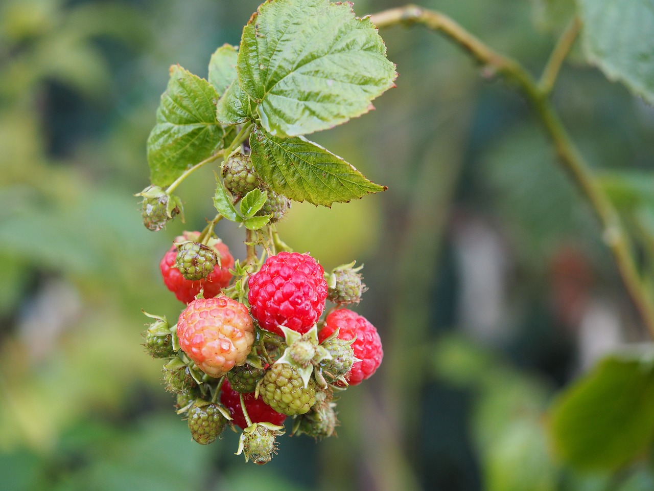 raspberry fruit bio free photo