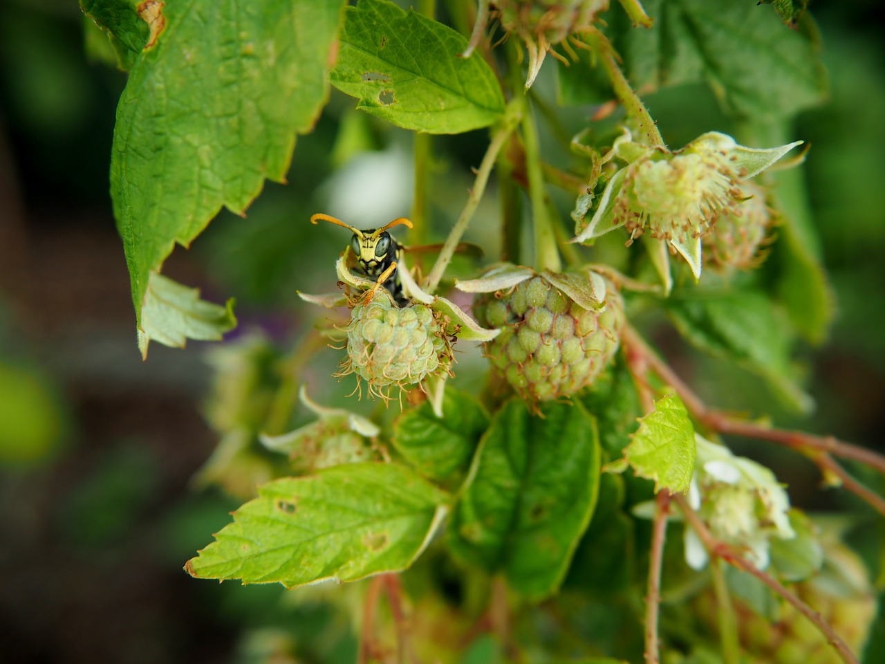 raspberry raspberries wasp free photo