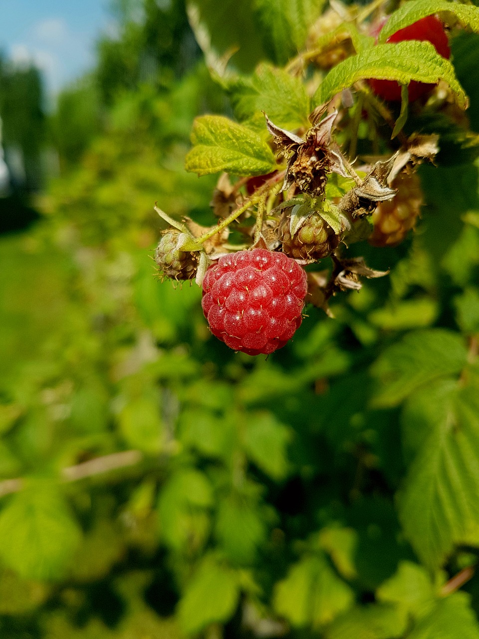 raspberry red nature free photo