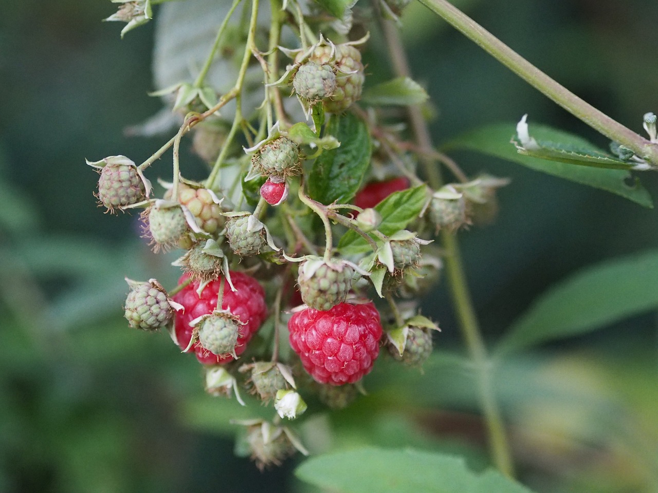 raspberry garden fruit eat free photo