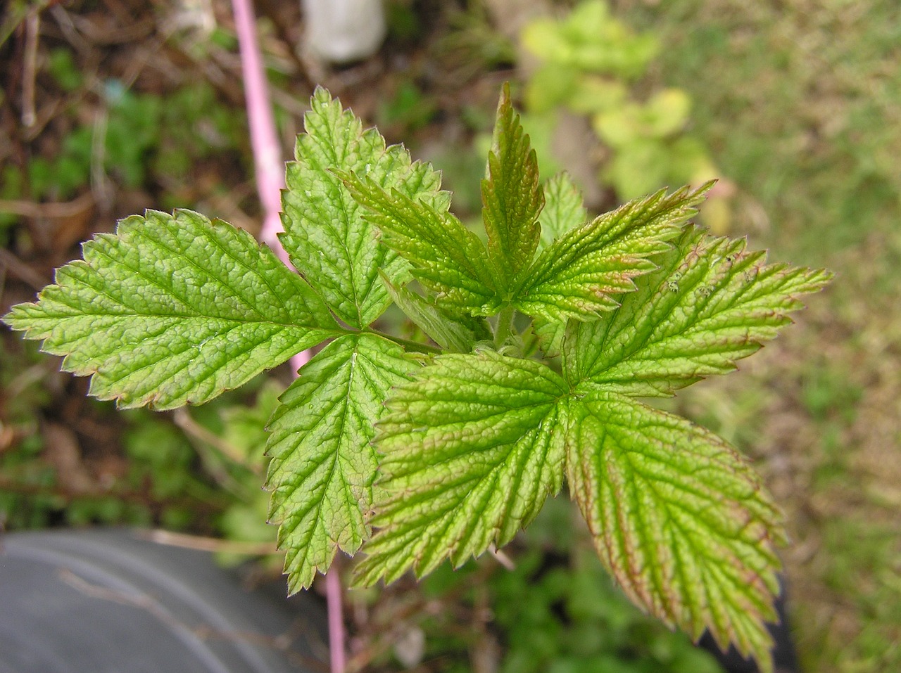 raspberry new leaves spring free photo