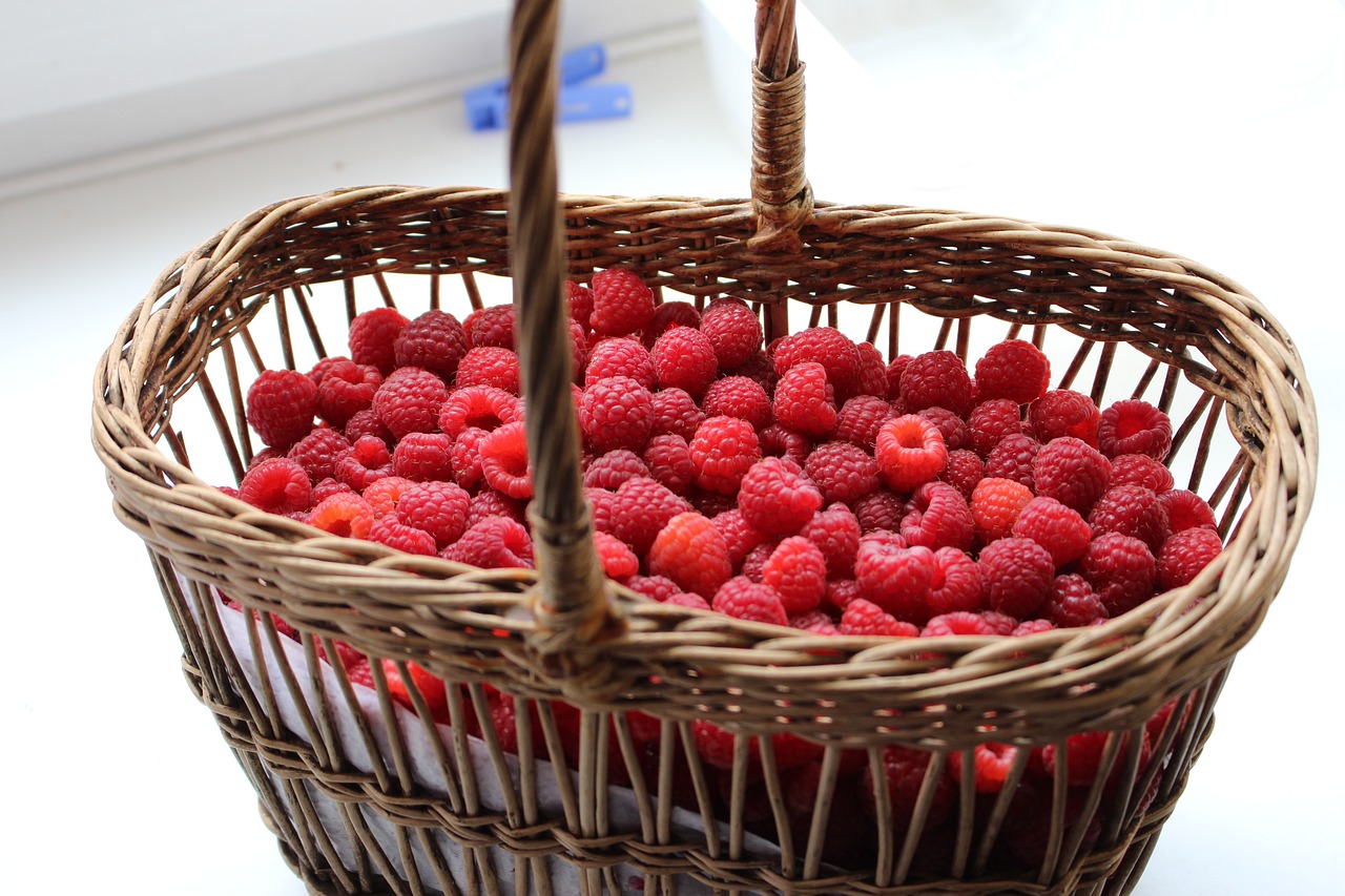 raspberry berry harvest free photo