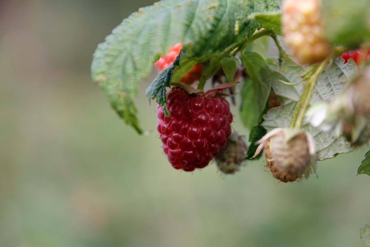 raspberry bush red free photo